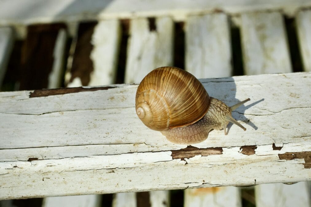 A Roman snail crawling on a weathered white painted wood plank. Close-up view.